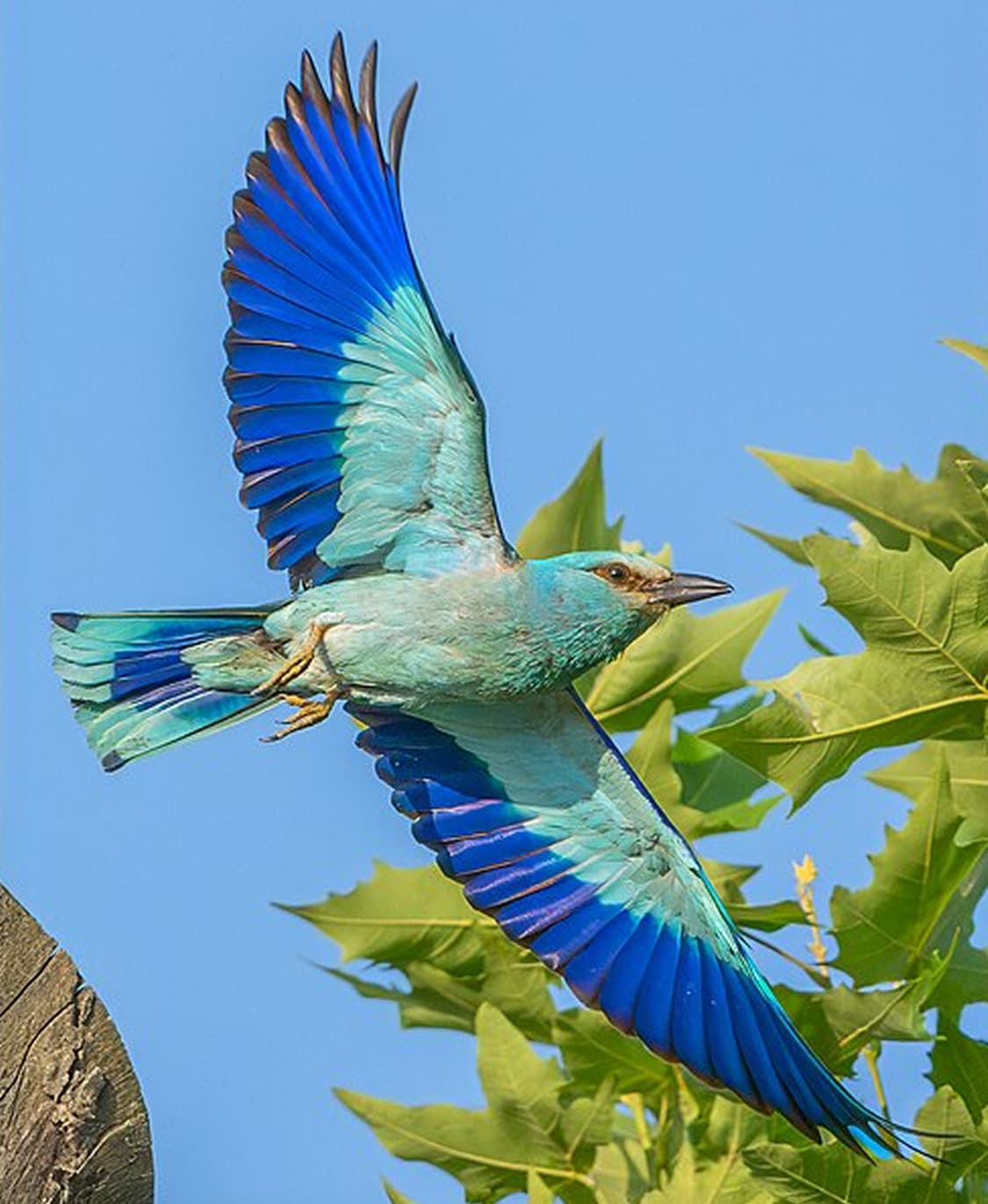 Some image